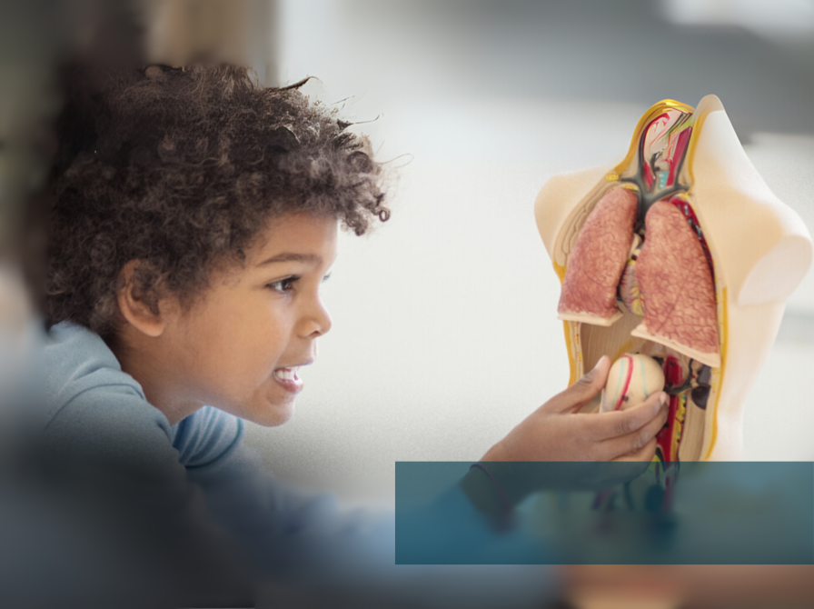 dreng kigger på model af menneskekroppens organer